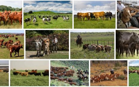 Argentine Agriculture and Livestock