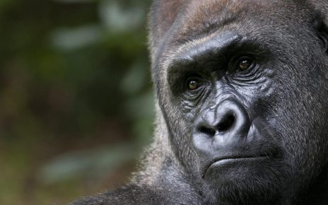 Gorilla Reconnaissance in Uganda